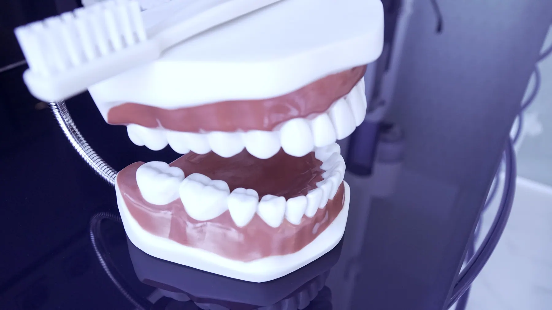 Modelo de dentadura con cepillo para explicar la higiene bucodental